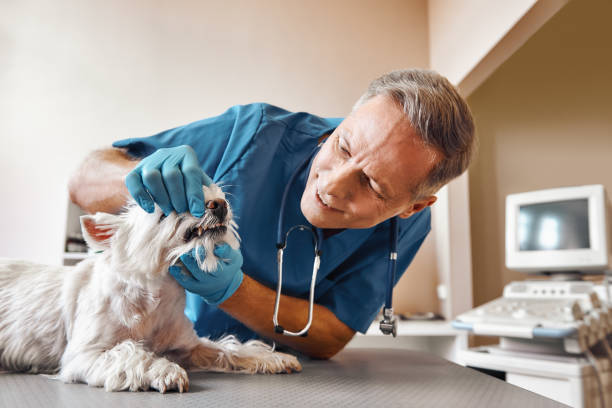 Best Broken or Chipped Tooth Repair in Rushville, NE